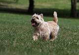 CAIRN TERRIER 403